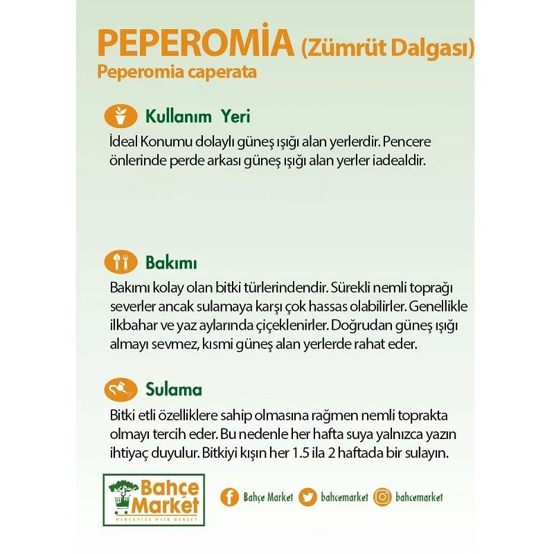 Peperomia (Zümrüt Dalgası)