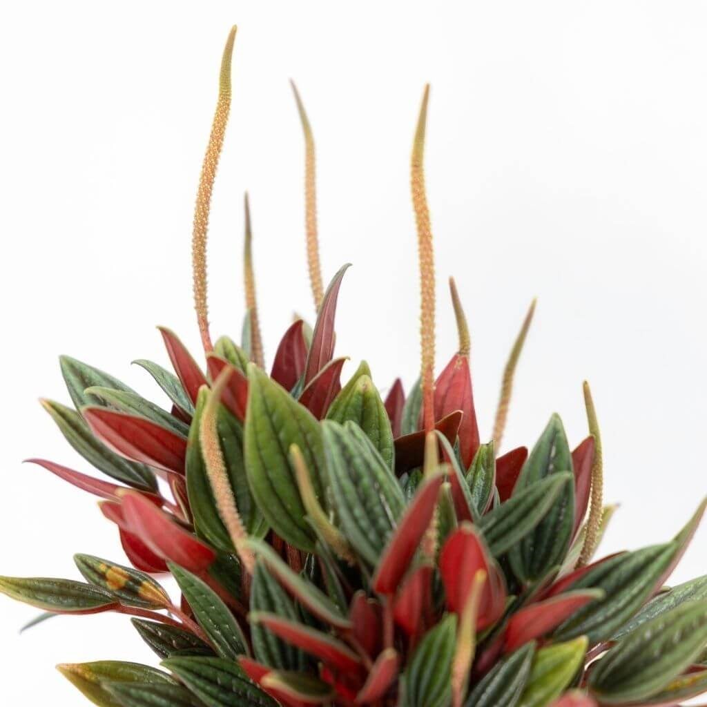 Peperomia (Zümrüt Dalgası)