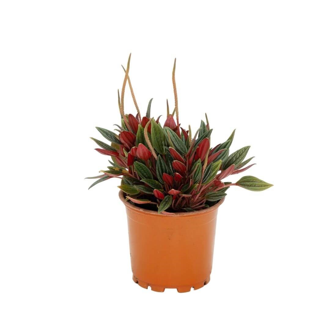 Peperomia (Zümrüt Dalgası)