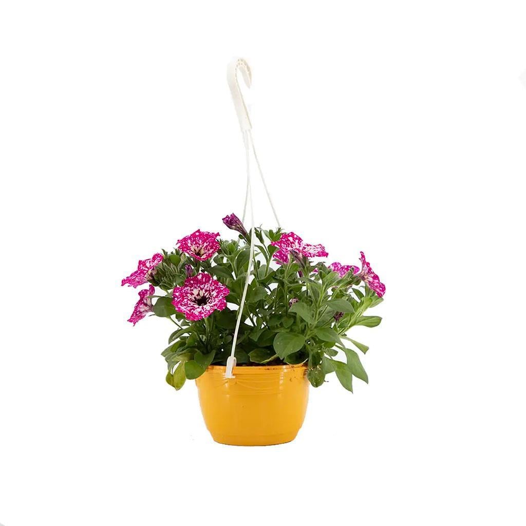 petunya-askili-mix-20-30-cm-c93-9a.jpg