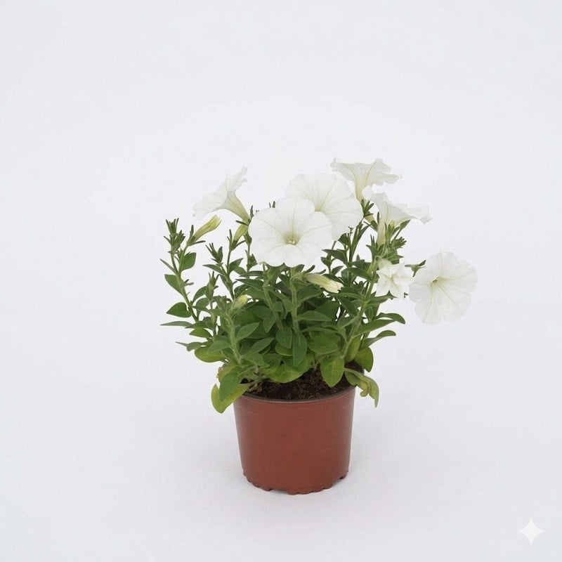 Petunya Çiçeği 10-20 Cm