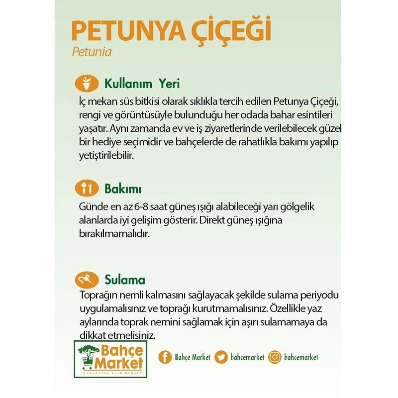 Petunya Çiçeği 10-20 Cm