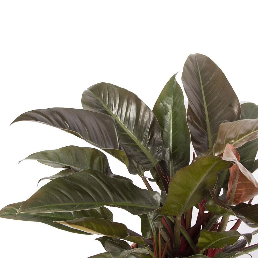 philodendron-60-80-cm-78c-a7.jpg