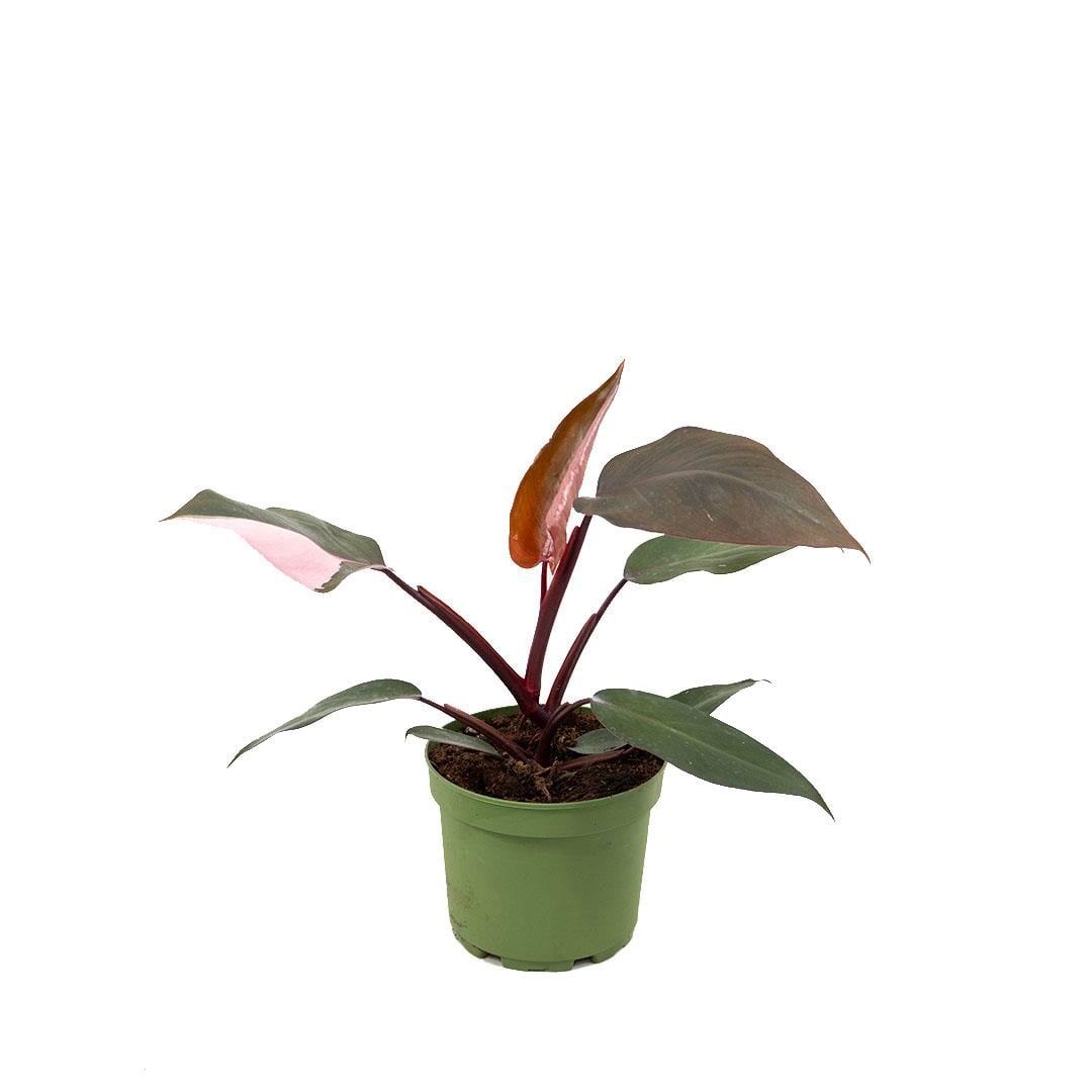 Philodendron Mix 20-30 Cm