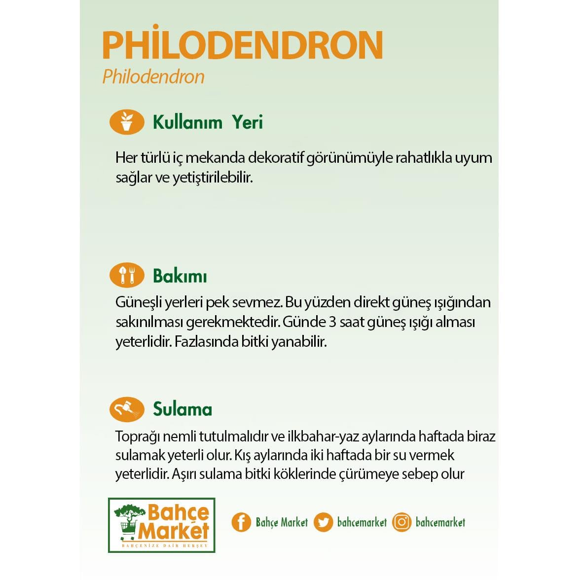 Philodendron Mix 20-30 Cm