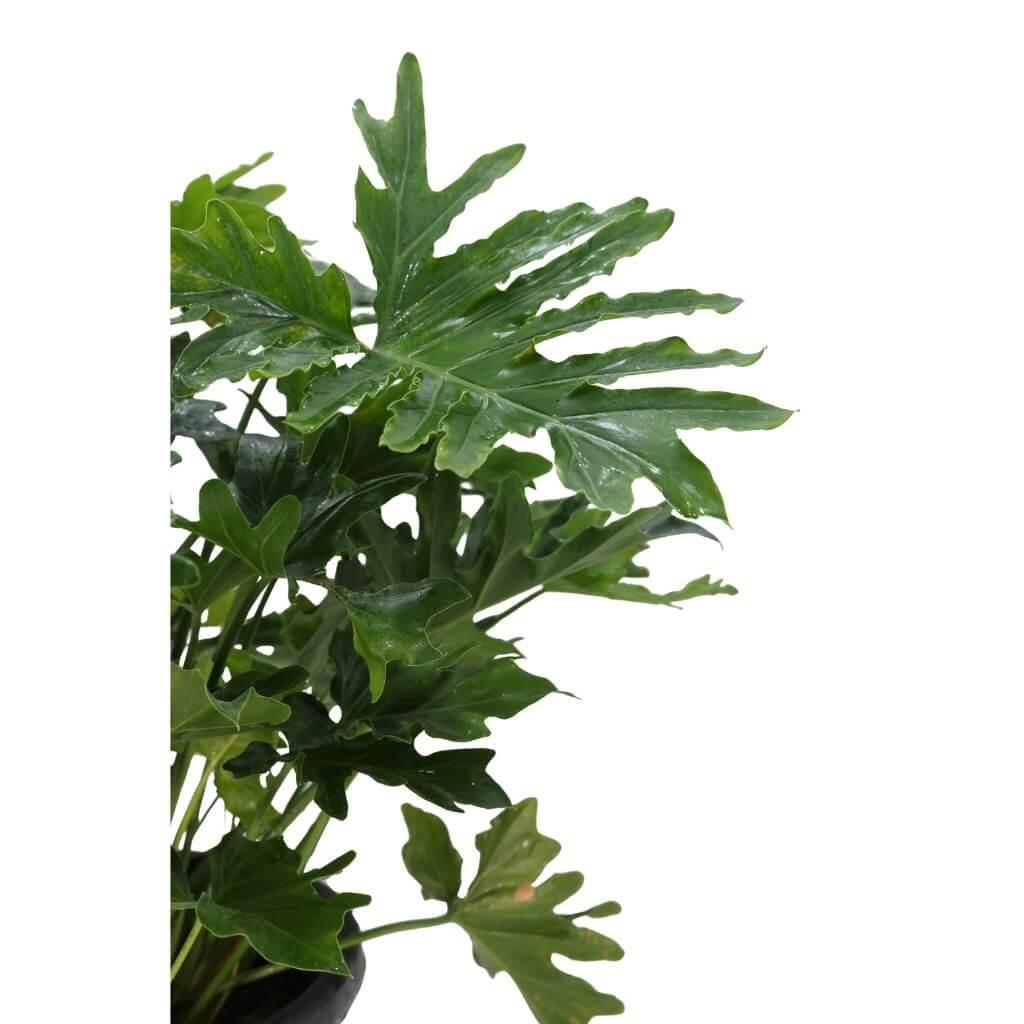 Philodendron Shangri La 40-60 cm