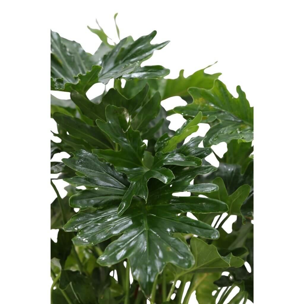 Philodendron Shangri La 40-60 cm