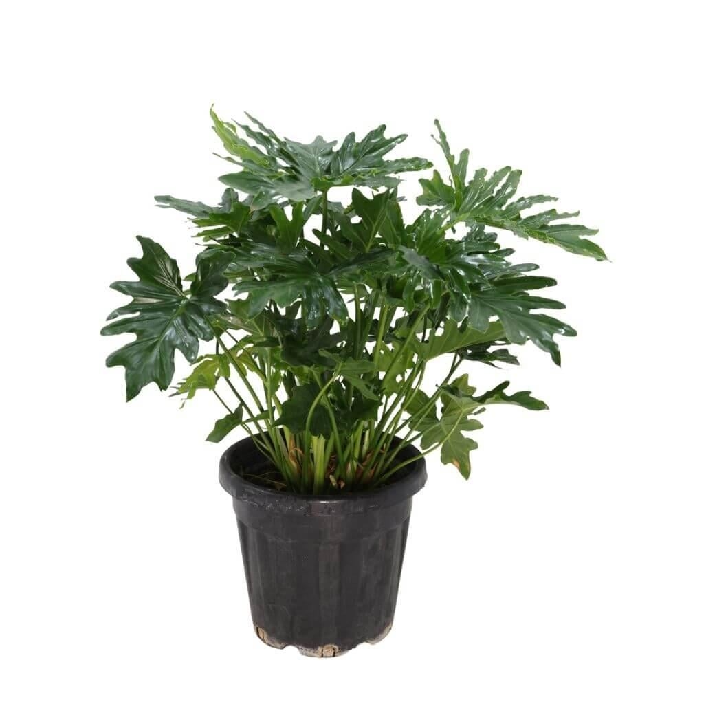 Philodendron Shangri La 40-60 cm