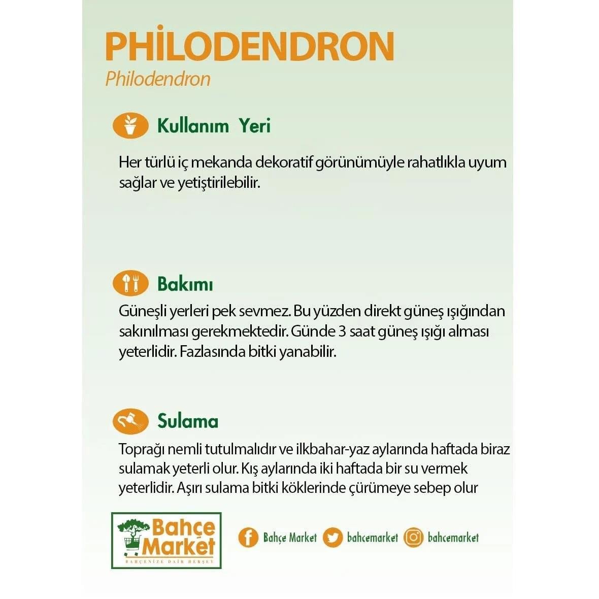 Philodendron Shangri La 40-60 cm