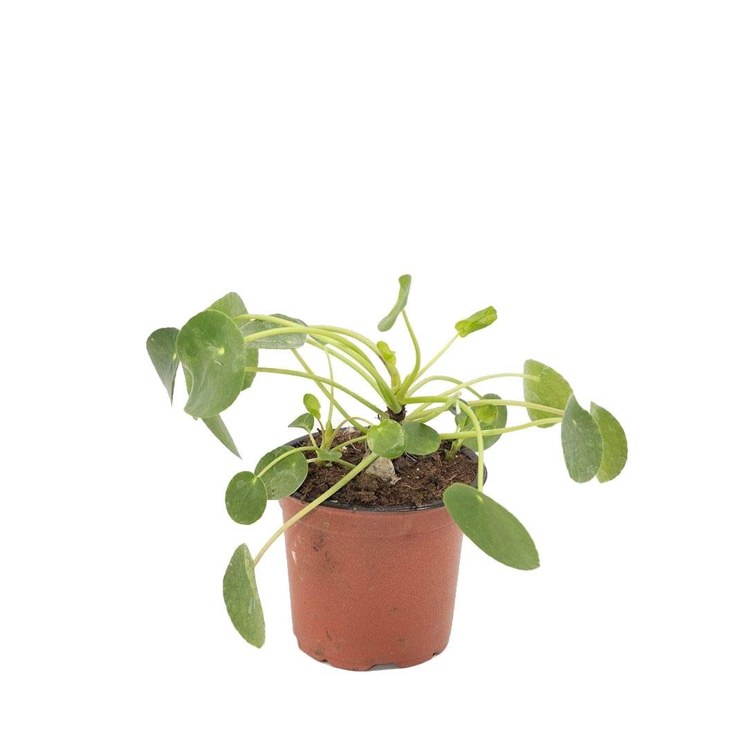 Pilea (Çin Para Ağacı) 20-30 Cm