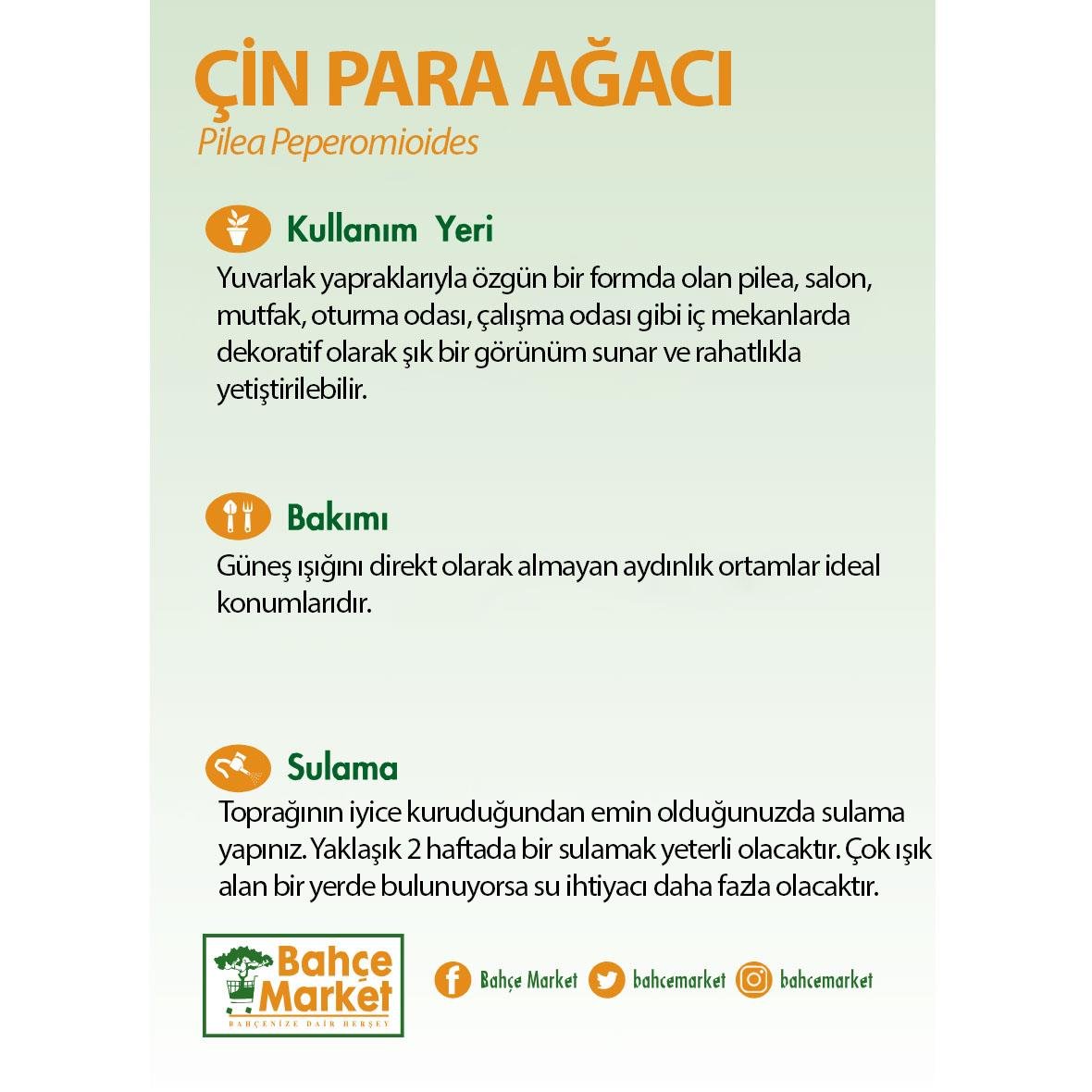 Pilea (Çin Para Ağacı) 20-30 Cm Yeşil