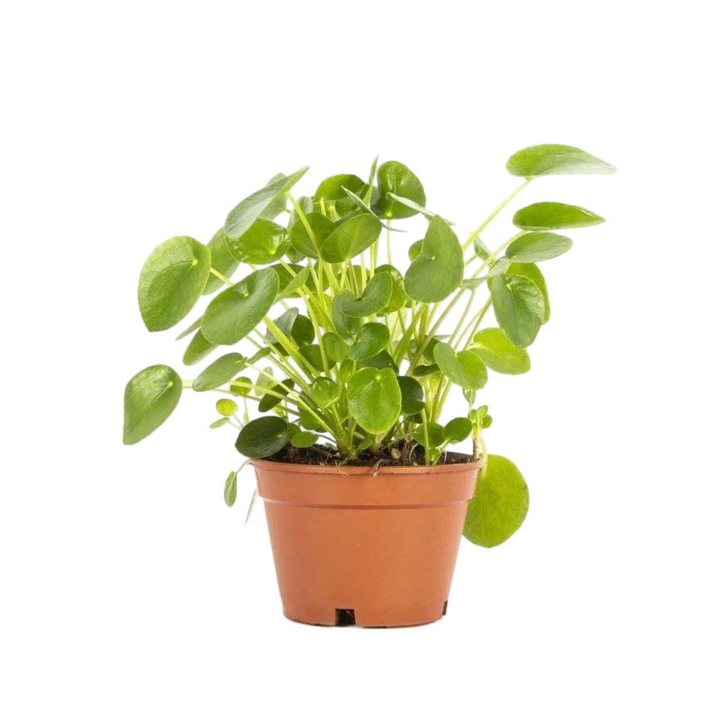 Pilea Yeşil