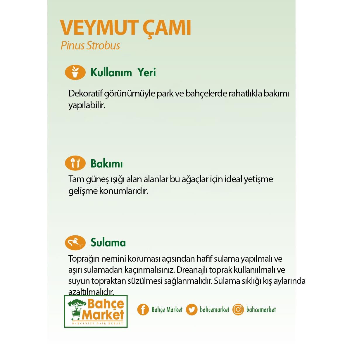 Pinus Strobus (Veymut Çamı) Yeşil