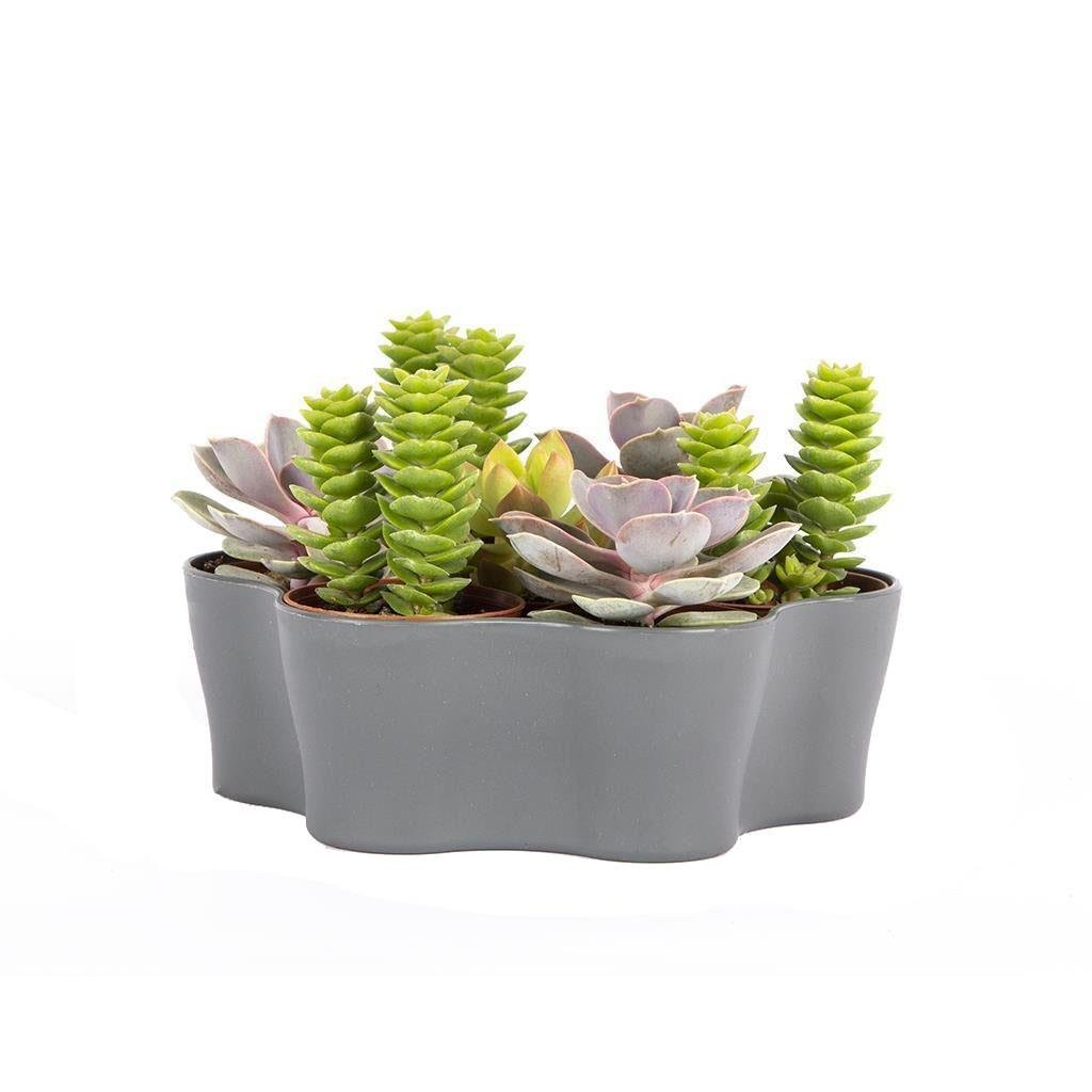 Plastik Kaktüs Saksı 5,5 Cm