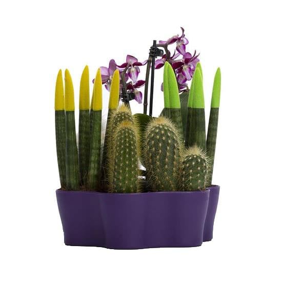 Plastik Kaktüs Saksı 5,5 Cm