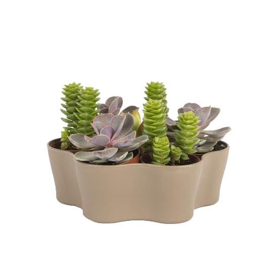 Plastik Kaktüs Saksı 5,5 Cm