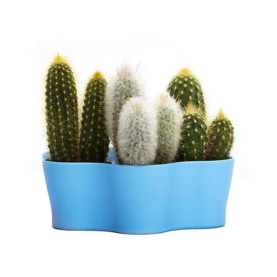 Plastik Kaktüs Saksı 5,5 Cm