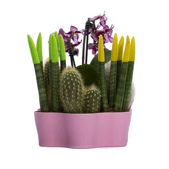 Plastik Kaktüs Saksı 5,5 Cm