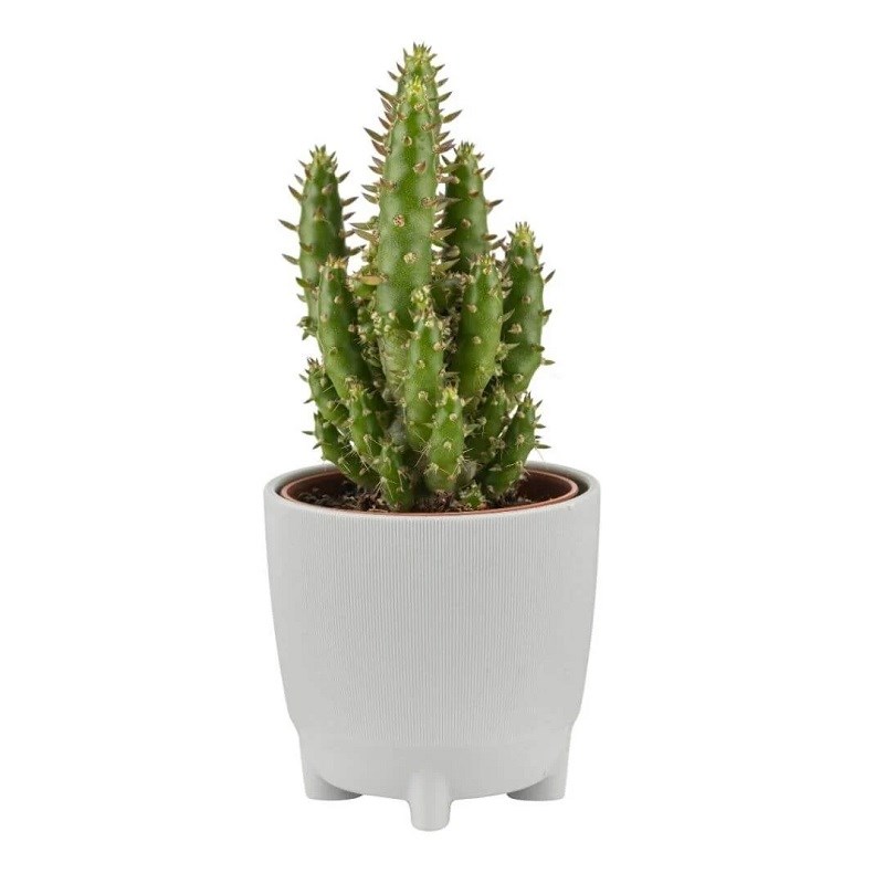 Poliwork Kaktüs Yuvarlak Saksı 0,12 Lt 60*60 Mm