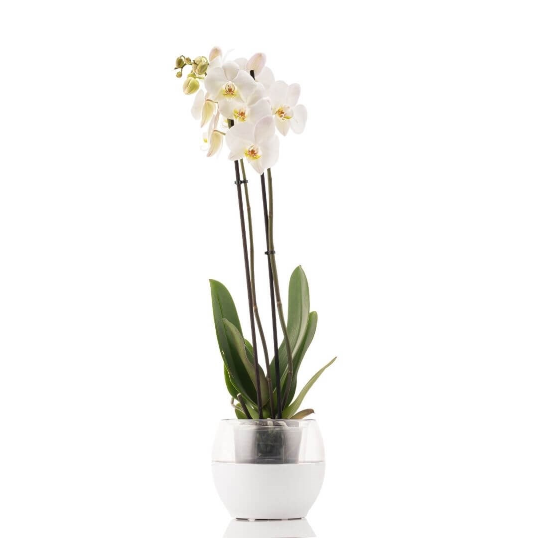 Poliwork Orkide Saksı Yarı Şeffaf 2 Lt 170*150 Mm