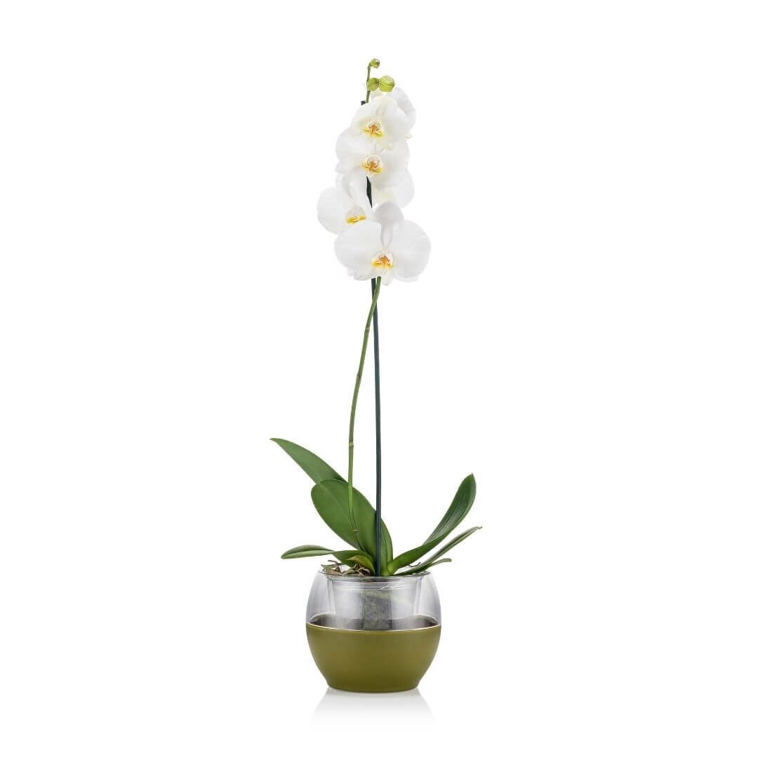 Poliwork Orkide Saksı Yarı Şeffaf 2 Lt 170*150 Mm