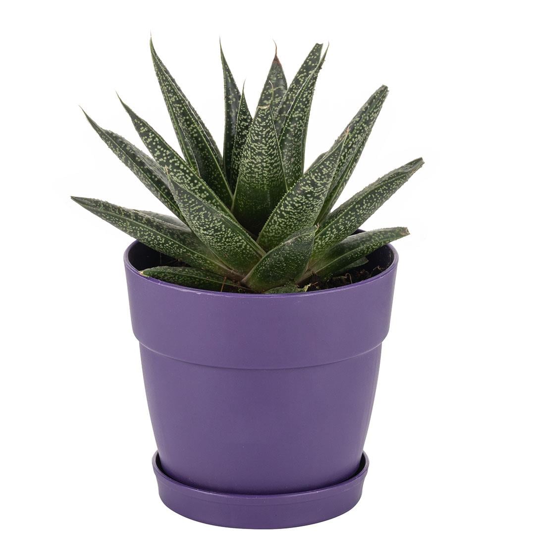Poliwork Tabaklı Kaktüs Saksı Mix 0,4 Lt 95*90 Mm