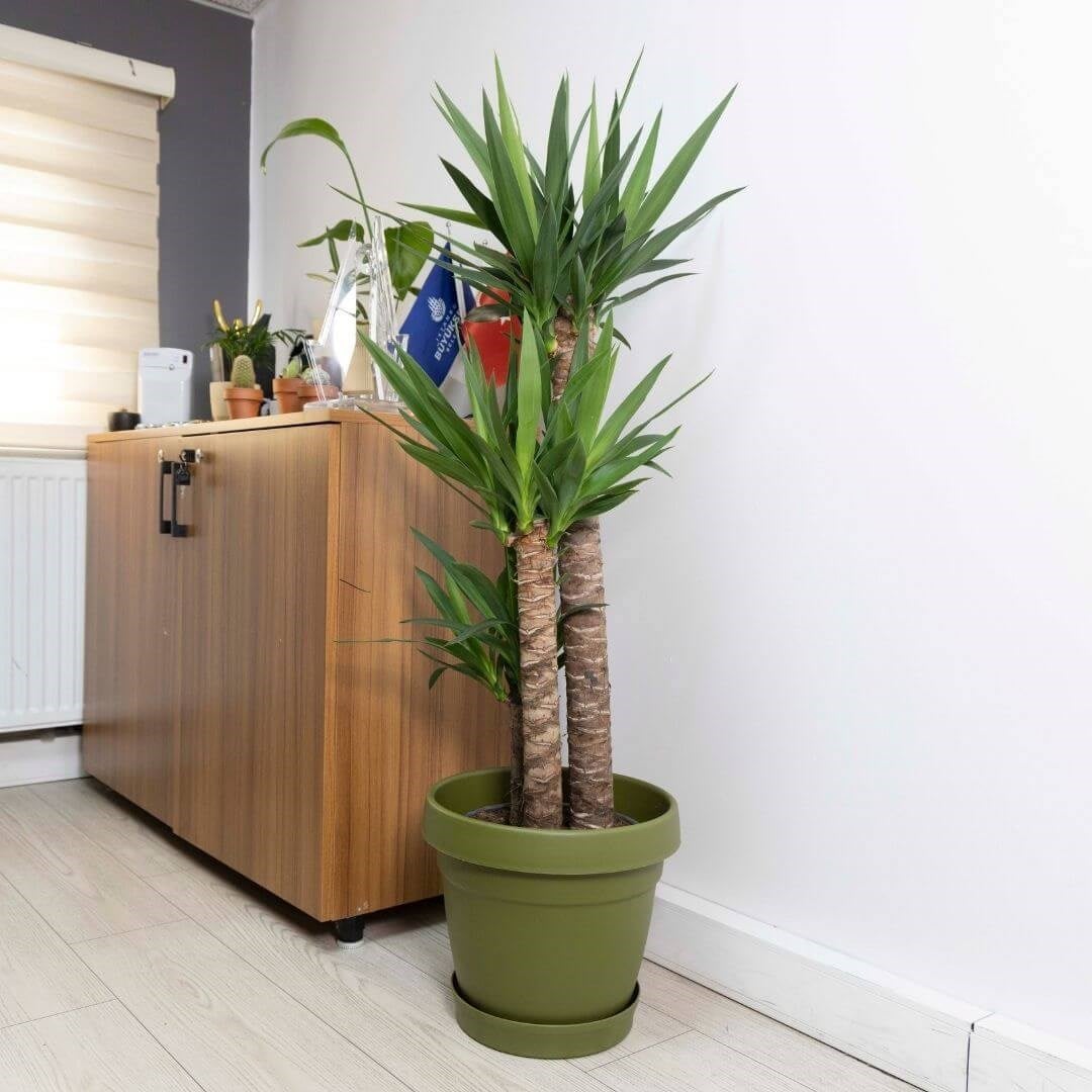 Poliwork Tabaklı Plastik Saksı 15 Lt 340*300 Mm
