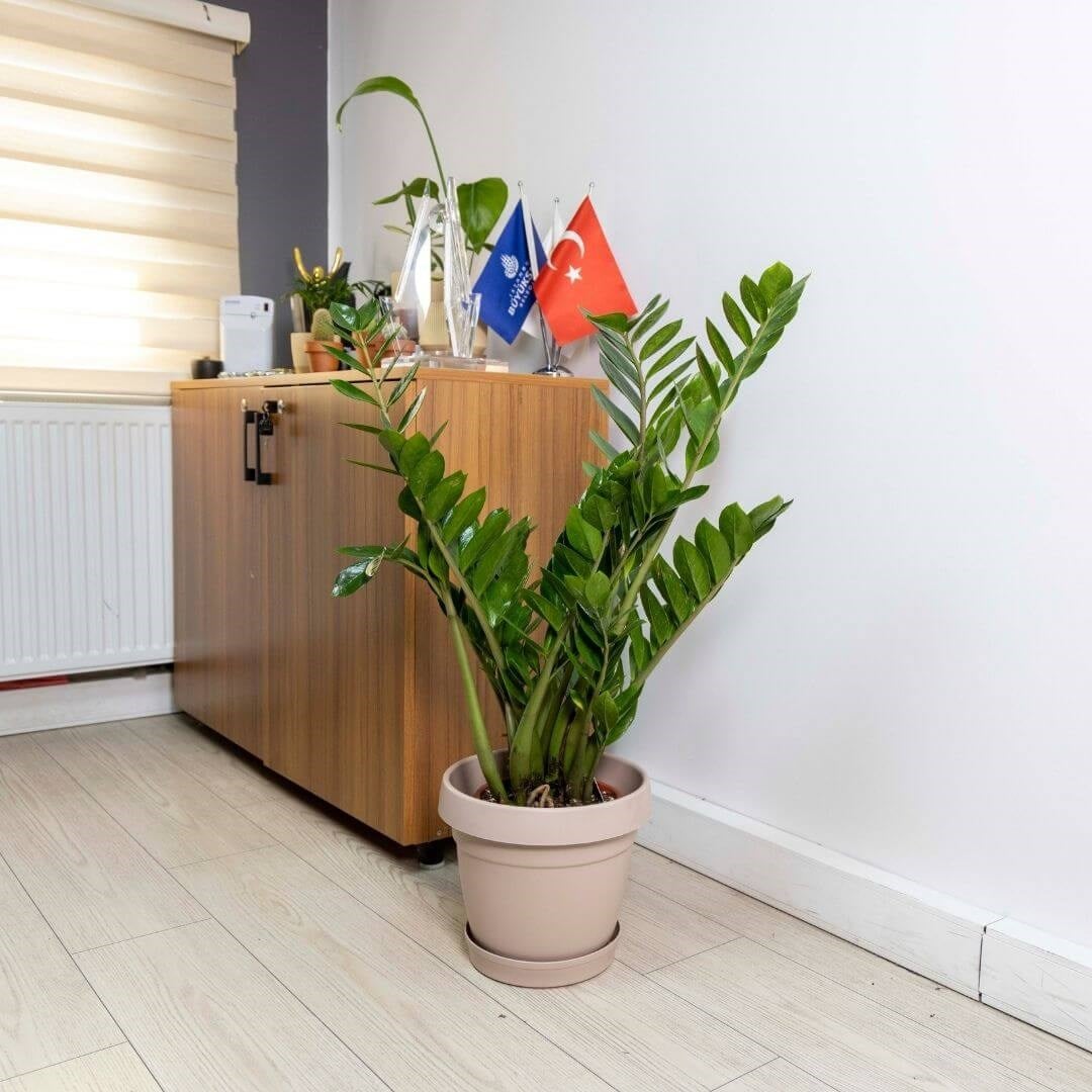 Poliwork Tabaklı Plastik Saksı 15 Lt 340*300 Mm