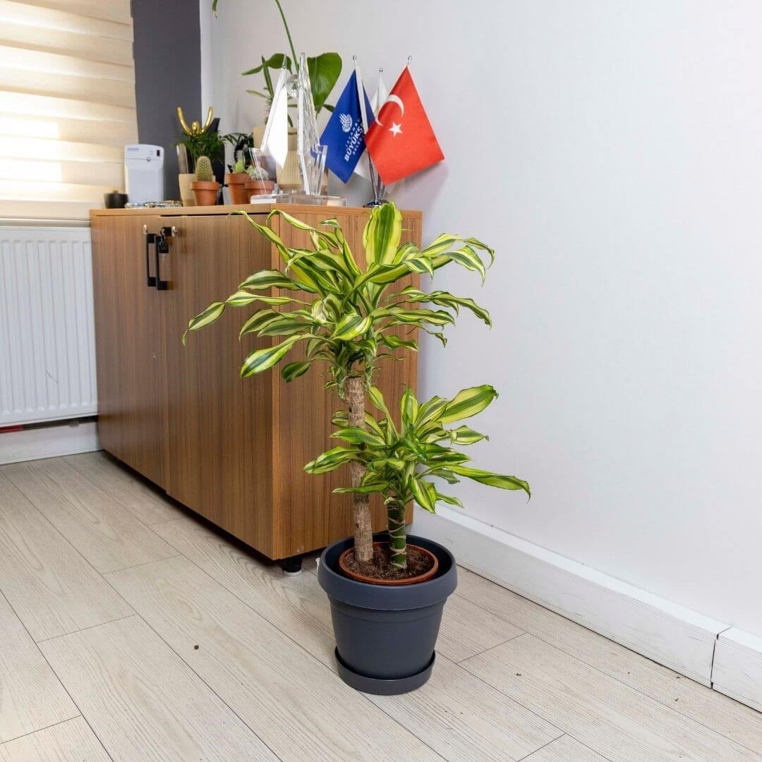 Poliwork Tabaklı Plastik Saksı 5,5 Lt 240*210 Mm