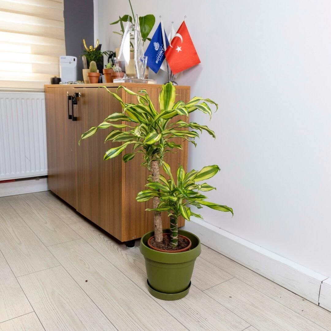 Poliwork Tabaklı Plastik Saksı 5,5 Lt 240*210 Mm