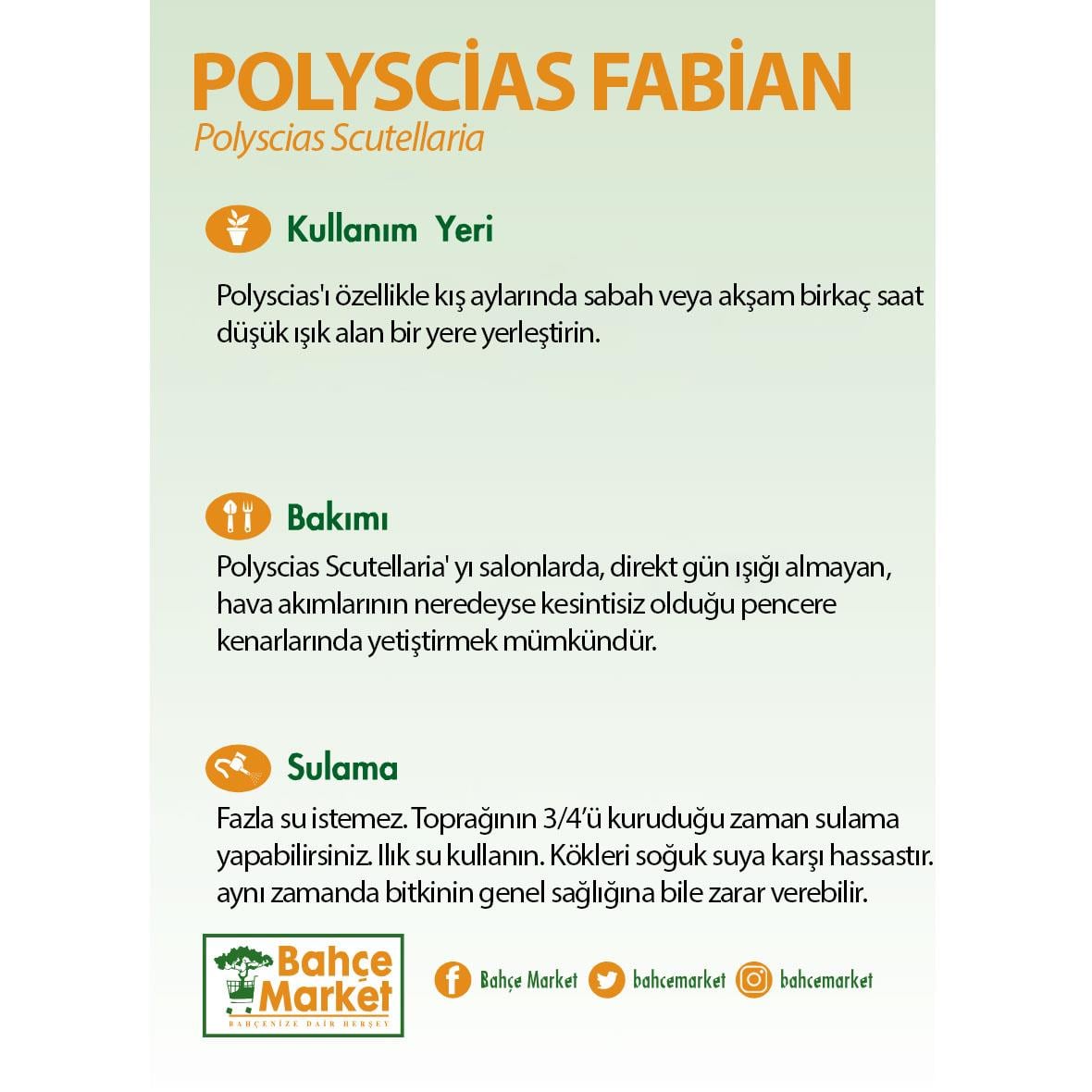 Polyscias Fabian 100-120 Cm Yeşil