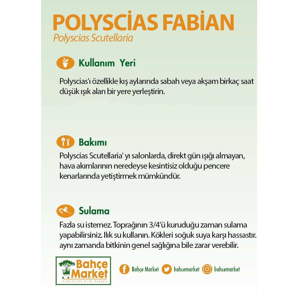 Polyscias Fabian 80-100 Cm