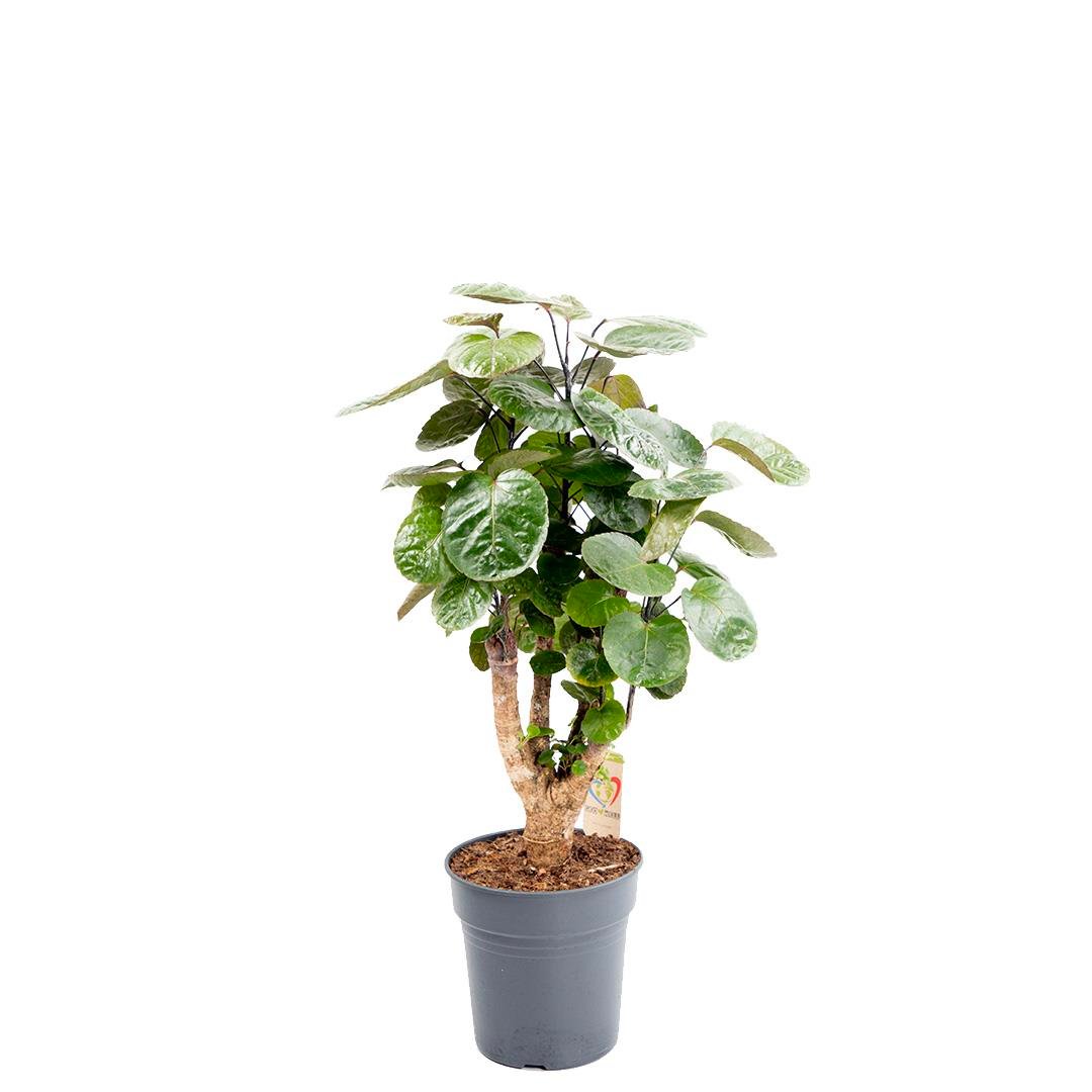 Polyscias Fabian 80-100 Cm