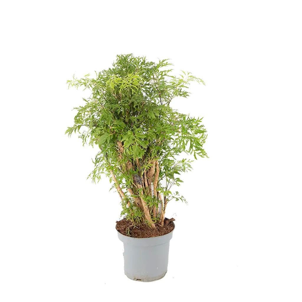polyscias-fruticosa-bitkisi-dc2aac.jpg