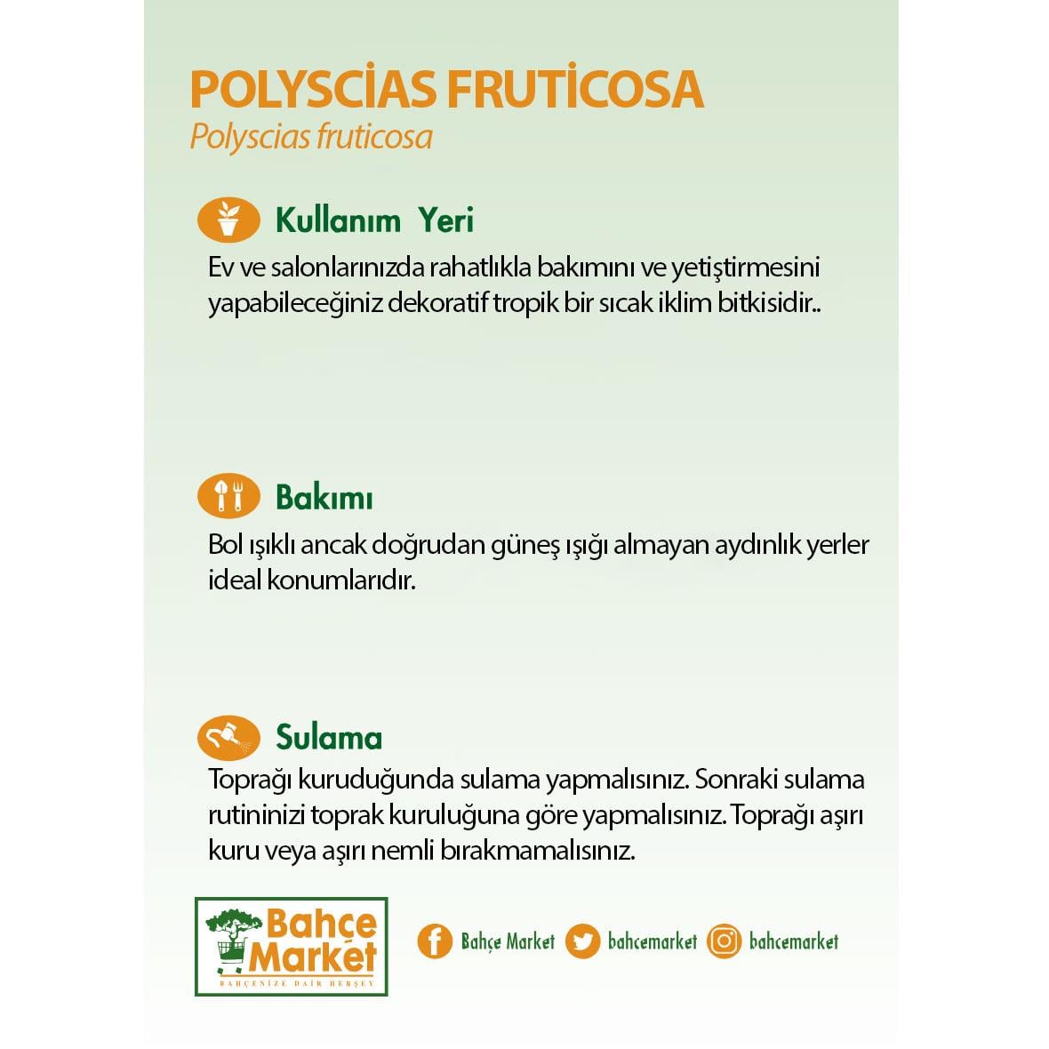 Polyscias Fruticosa Bitkisi Yeşil