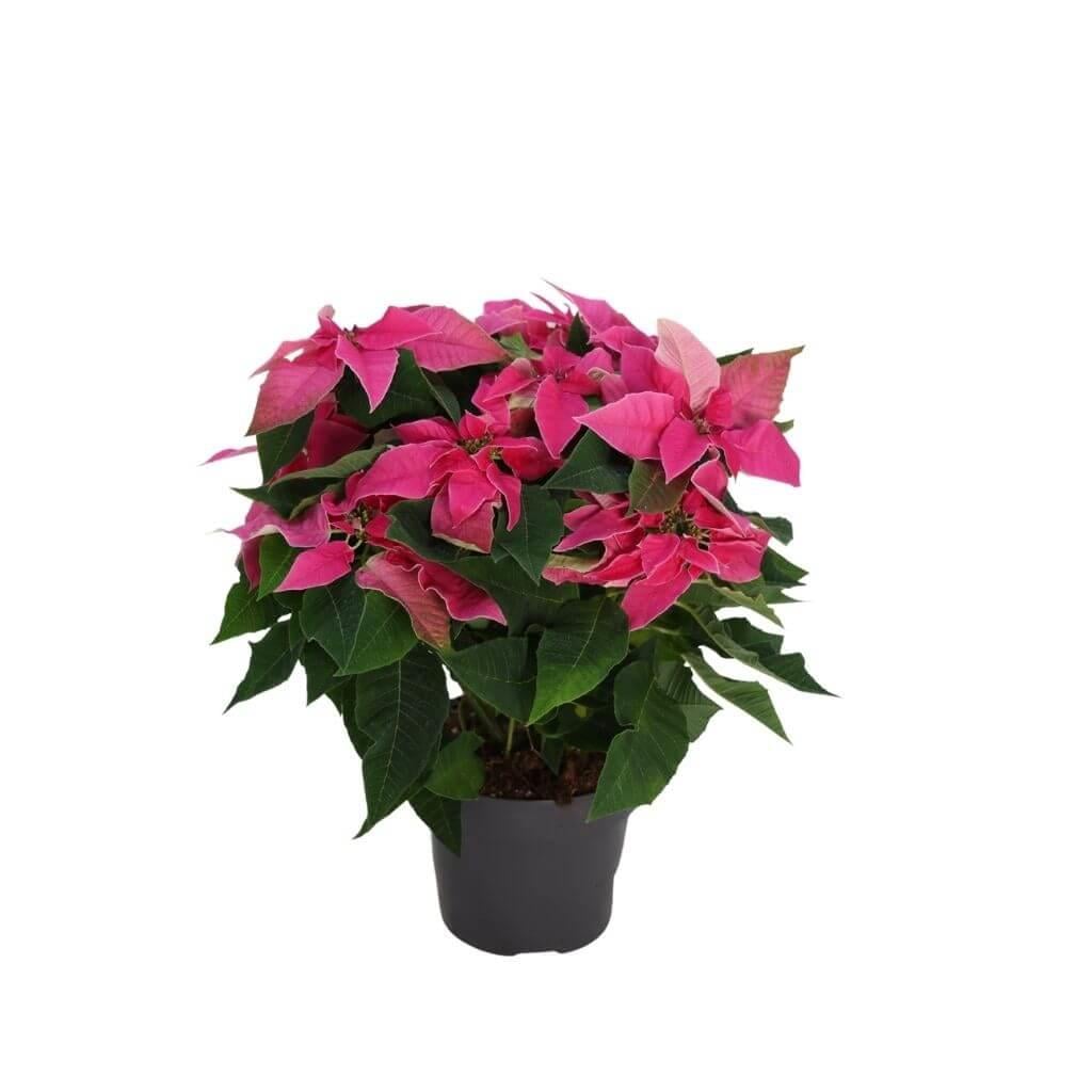 PONSETYA ATATÜRK ÇİÇEĞİ 30-40 CM