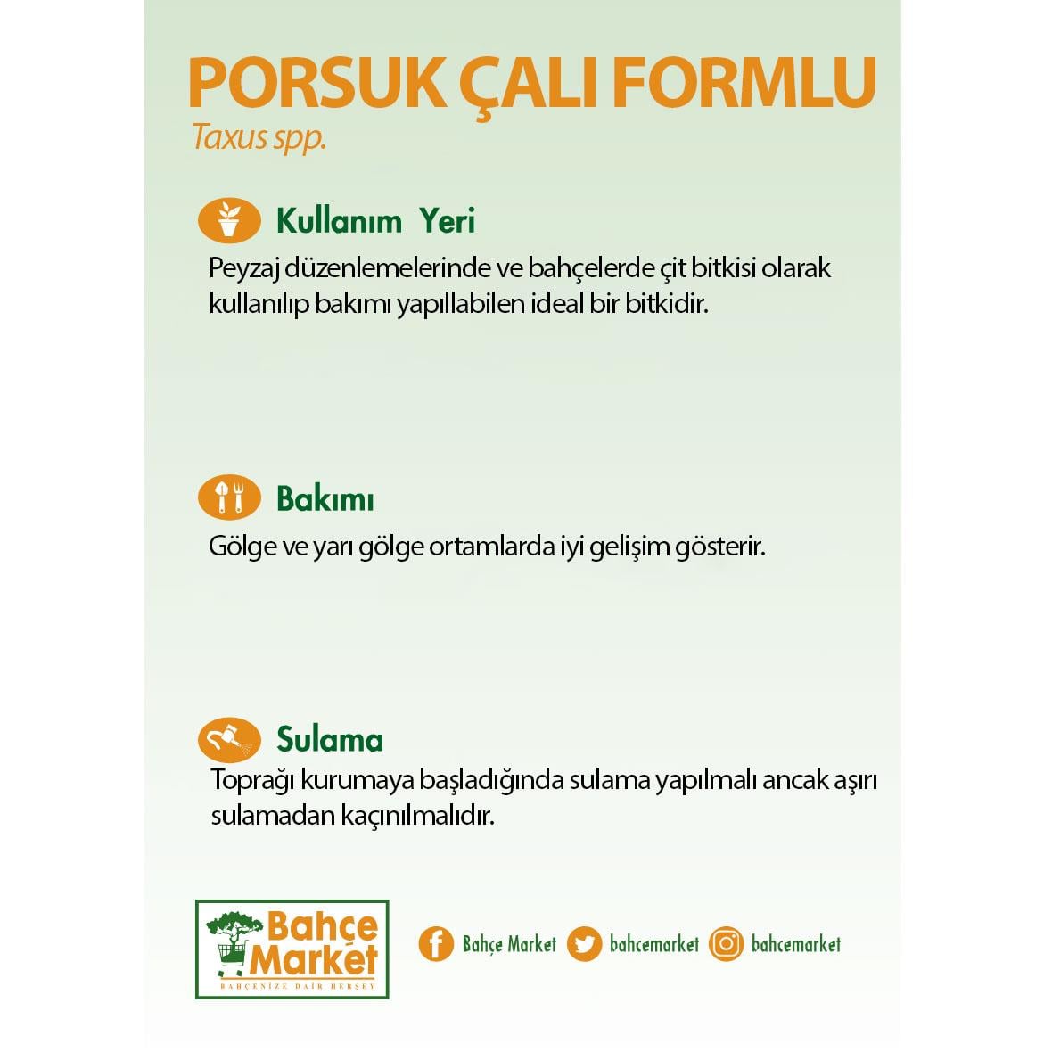 Porsuk Çalı Formlu  10 - 20 Cm Yeşil