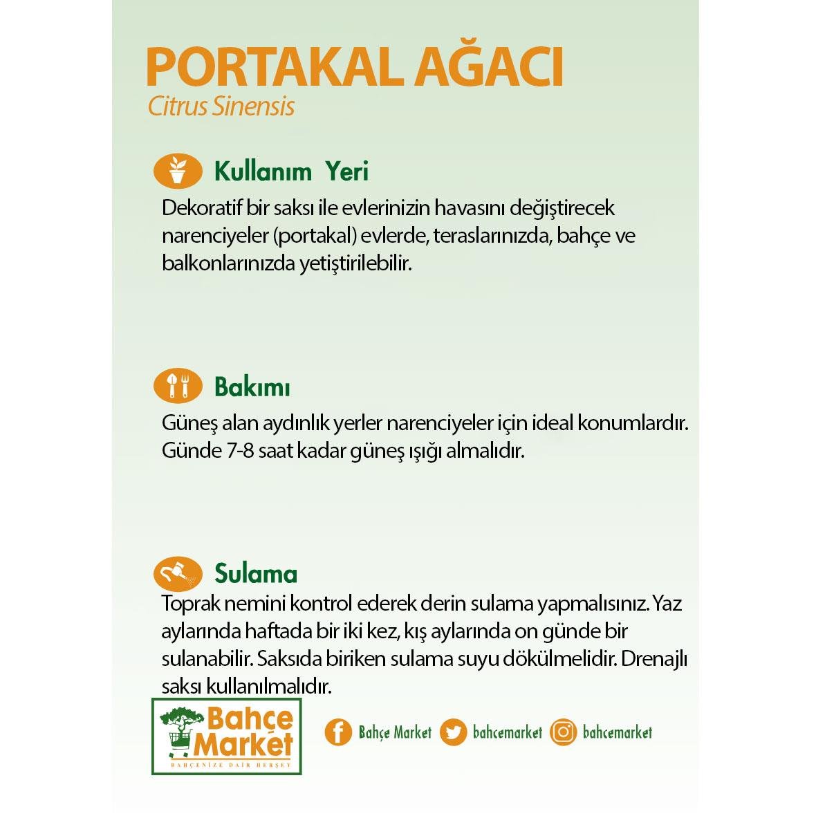 Portakal Ağacı Bodur 60-80 Cm