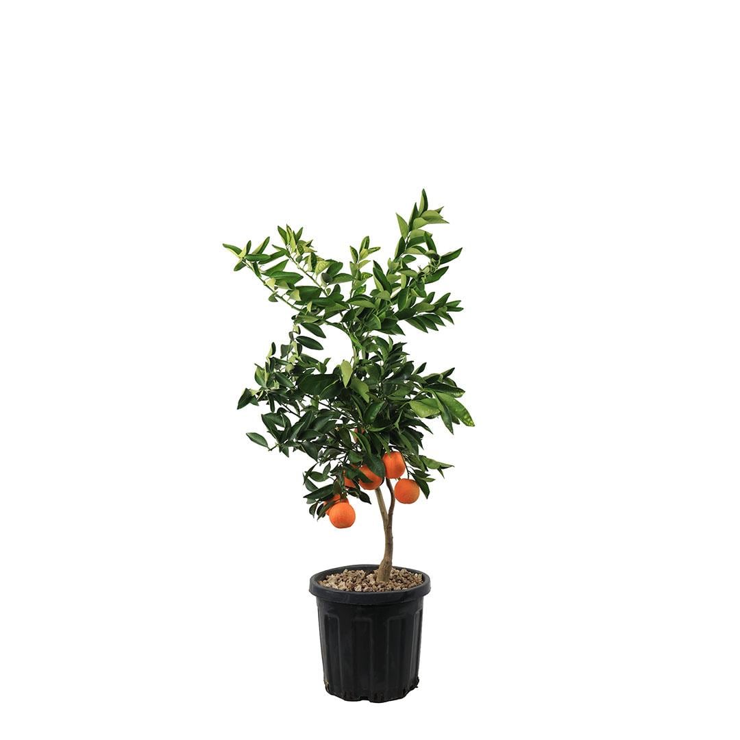 Portakal Ağacı Bodur 60-80 Cm