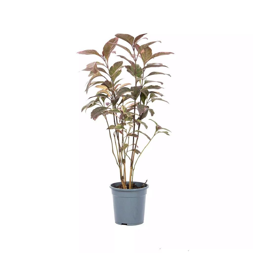 pseuderanthemum-atropurpureum-60-80-cm-29dd-4.jpg