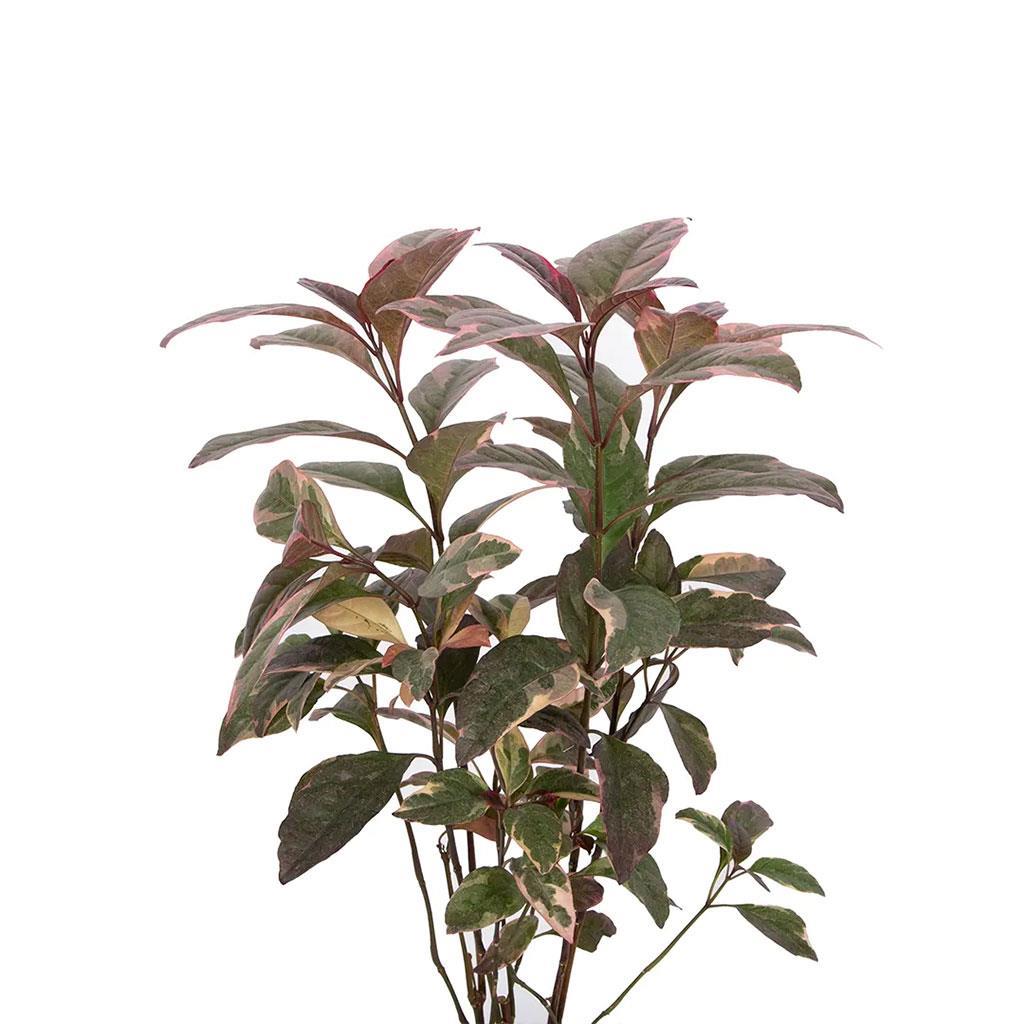 pseuderanthemum-atropurpureum-60-80-cm-c-6325.jpg