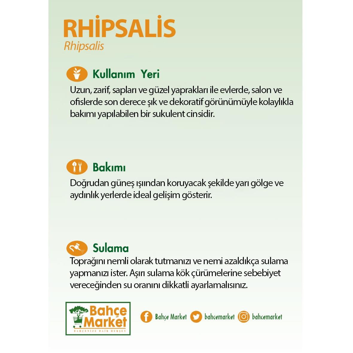 Rhipsalis