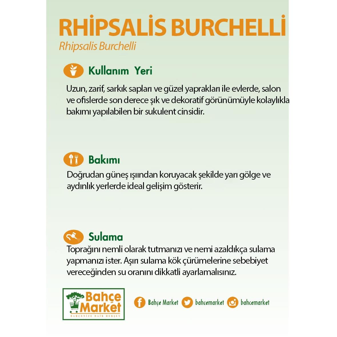 Rhipsalis Burchelli