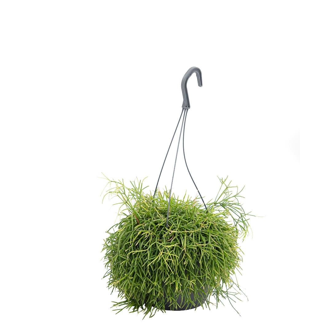 Rhipsalis Ov  Succulent 20-30 Cm