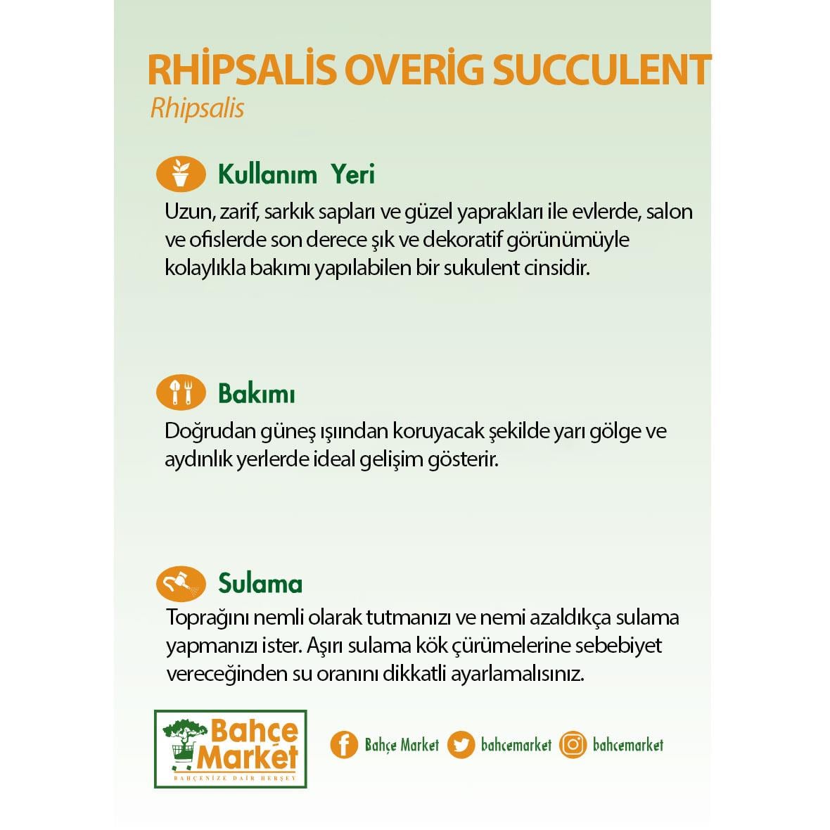 Rhipsalis Overig  Succulent 20-30 Cm
