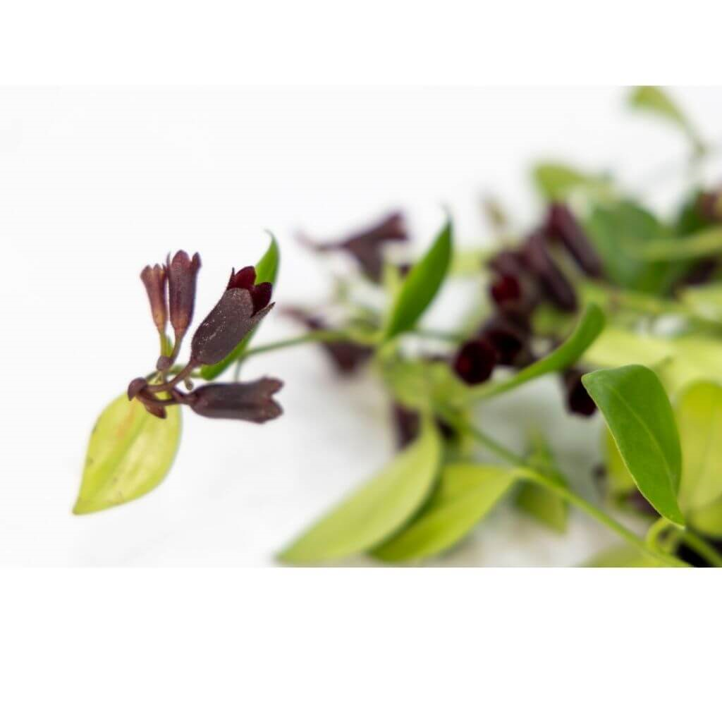 Ruj Çiçeği Askılı