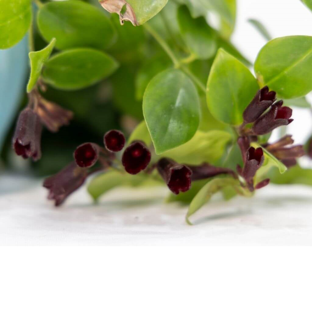 Ruj Çiçeği Askılı