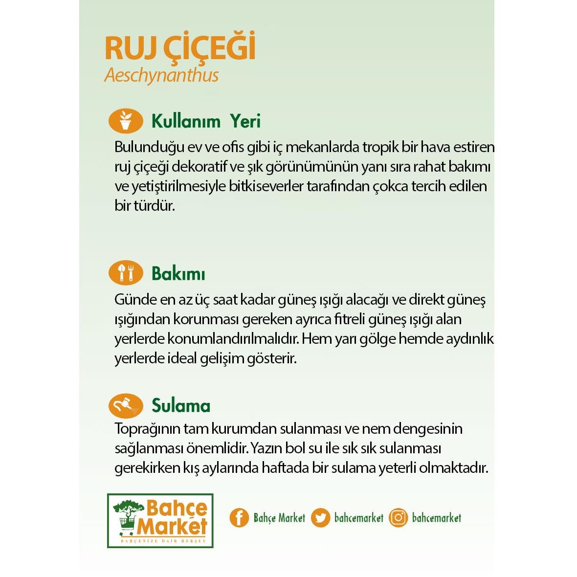Ruj Çiçeği Askılı (Aeschynanthus) Yeşil