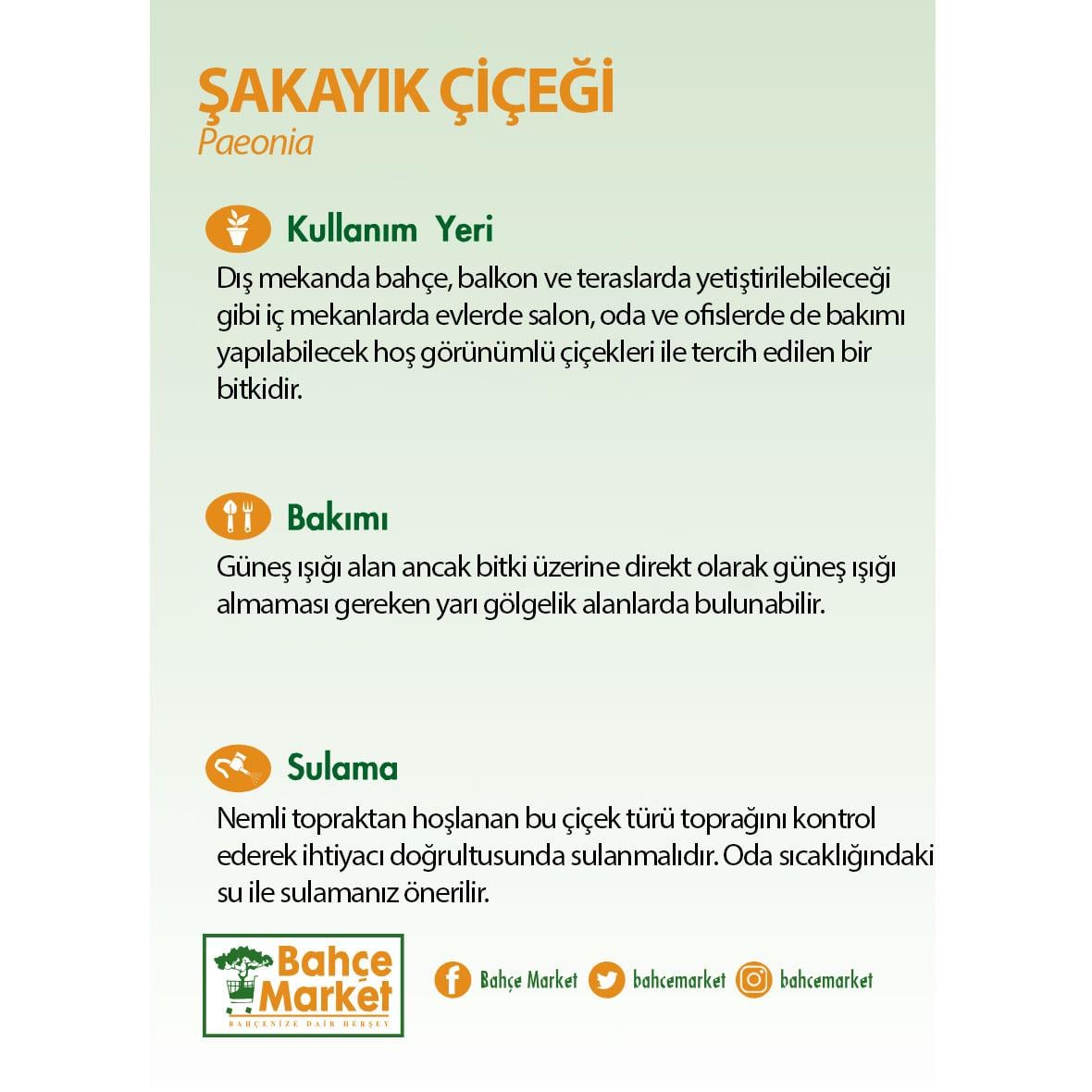 Şakayık Çiçeği