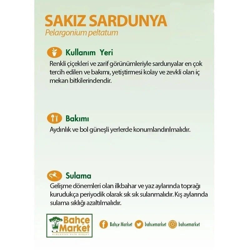 Sakız Sardunya 10-20 Cm